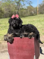 Cassie, a female Bernedoodle for sale in Mayfield, KY – Photo 10 of 10