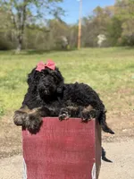 Cassie, a female Bernedoodle for sale in Mayfield, KY – Photo 6 of 10