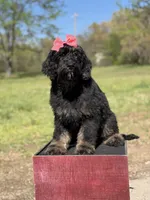 Cassie, a female Bernedoodle for sale in Mayfield, KY – Photo 4 of 10