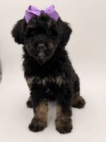 Cassie, a female Bernedoodle for sale in Mayfield, KY – Photo 4 of 10