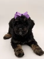 Cassie, a female Bernedoodle for sale in Mayfield, KY – Photo 9 of 10