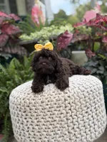 Amelia, a female Cavapoo for sale in Mayfield, KY – 7 of 8