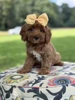 F1B Lillian, a female Cavapoo for sale in Mayfield, KY – 4 of 10