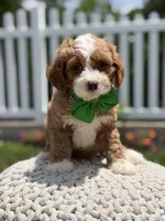 F1 Jasper, a male Cavapoo for sale in Mayfield, KY – 2 of 7