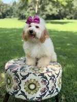 Nelly, a female Miniature Goldendoodle for sale in Mayfield, KY – 8 of 10