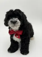 F1BB Dawson, a male Miniature Bernedoodle for sale in Mayfield, KY – Photo 2 of 10