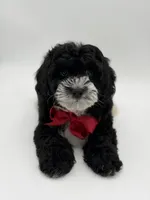 F1BB Dawson, a male Miniature Bernedoodle for sale in Mayfield, KY – Photo 7 of 10