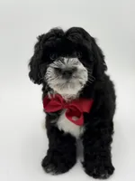 F1BB Dawson, a male Miniature Bernedoodle for sale in Mayfield, KY – Photo 4 of 10