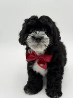 F1BB Dawson, a male Miniature Bernedoodle for sale in Mayfield, KY – Photo 3 of 10