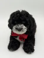 F1BB Dawson, a male Miniature Bernedoodle for sale in Mayfield, KY – Photo 10 of 10
