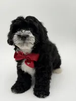 F1BB Dawson, a male Miniature Bernedoodle for sale in Mayfield, KY – Photo 5 of 10