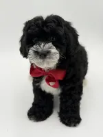 F1BB Dawson, a male Miniature Bernedoodle for sale in Mayfield, KY – Photo 6 of 10