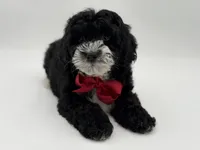 F1BB Dawson, a male Miniature Bernedoodle for sale in Mayfield, KY – Photo 9 of 10