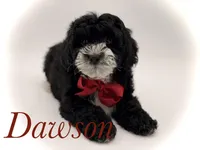 F1BB Dawson, a male Miniature Bernedoodle for sale in Mayfield, KY – Photo 1 of 10