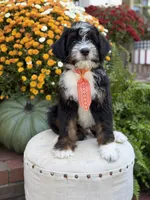 F1 Vance, a male Bernedoodle for sale in Mayfield, KY – 4 of 10