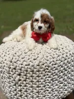 Denim, a male Cavapoo for sale in Mayfield, KY – 6 of 6