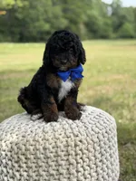 Bentley, a male Miniature Goldendoodle for sale in Mayfield, KY – 8 of 10
