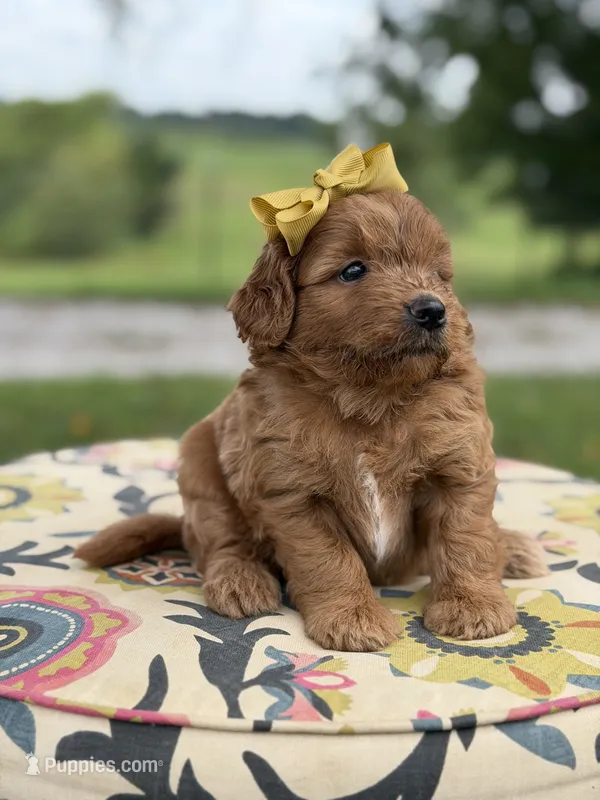 Penelope  – Miniature Goldendoodle puppy for sale in Mayfield, KY