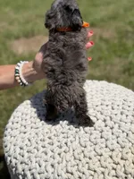 AKC Fisher, a male Poodle - Miniature  for sale in Mayfield, KY – 4 of 4