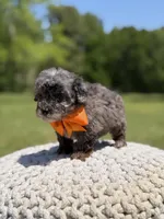 AKC Fisher, a male Poodle - Miniature  for sale in Mayfield, KY – 3 of 4