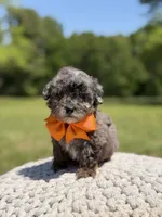 AKC Fisher, a male Poodle - Miniature  for sale in Mayfield, KY – 2 of 4