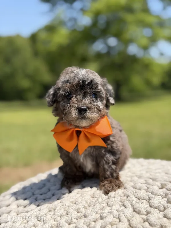 AKC Fisher – Poodle - Miniature  puppy for sale in Mayfield, KY