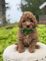 Patrick , a male Miniature Goldendoodle for sale in Mayfield, KY – 2 of 7