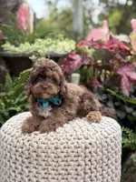 Andy, a male Cavapoo for sale in Mayfield, KY – 5 of 10