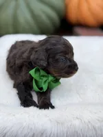 Green bow, a male Cavapoo for sale in Mayfield, KY – 4 of 10