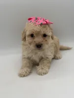 F1B Polly, a female Cockapoo for sale in Mayfield, KY – Photo 8 of 10