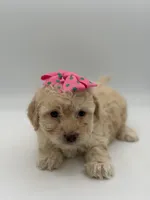 F1B Polly, a female Cockapoo for sale in Mayfield, KY – Photo 3 of 10