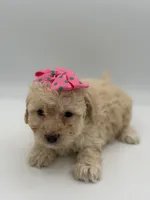 F1B Polly, a female Cockapoo for sale in Mayfield, KY – Photo 7 of 10