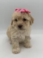 F1B Polly, a female Cockapoo for sale in Mayfield, KY – Photo 6 of 10