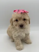 F1B Polly, a female Cockapoo for sale in Mayfield, KY – Photo 10 of 10