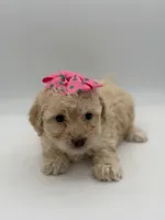 F1B Polly, a female Cockapoo for sale in Mayfield, KY – Photo 9 of 10