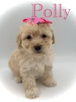 F1B Polly, a female Cockapoo for sale in Mayfield, KY – Photo 1 of 10