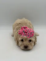 F1B Polly, a female Cockapoo for sale in Mayfield, KY – Photo 2 of 10