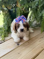F1 Chloe, a male Cavapoo for sale in Mayfield, KY – 2 of 7