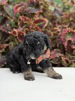 Hank, a male Miniature Bernedoodle for sale in Mayfield, KY – 4 of 9