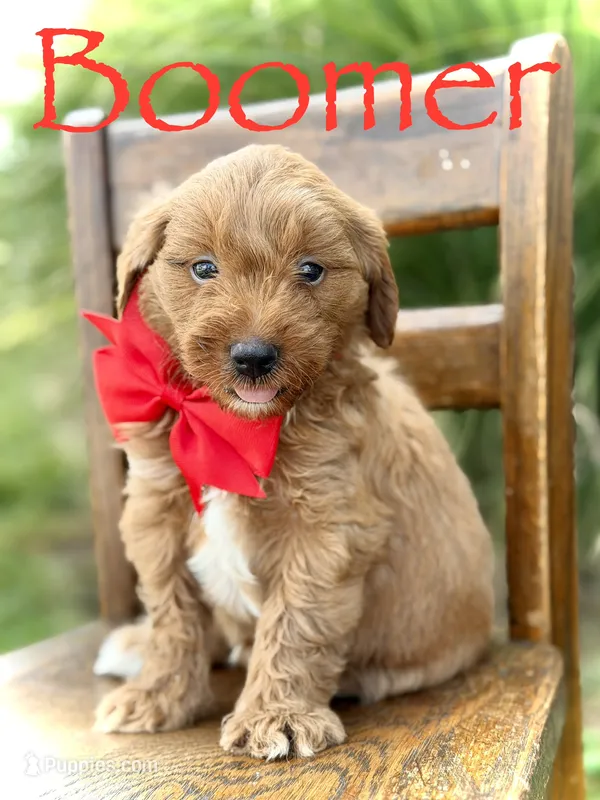 Boomer  – Miniature Goldendoodle puppy for sale in Mayfield, KY