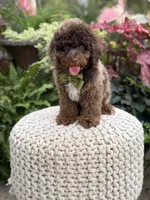 Apollo, a male Cavapoo for sale in Mayfield, KY – 4 of 10