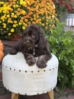 Charlie, a male Cockapoo for sale in Mayfield, KY – 8 of 10