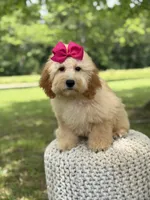 Nelly, a female Miniature Goldendoodle for sale in Mayfield, KY – 5 of 10