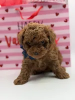 F1B Chase, a male Maltipoo for sale in Mayfield, KY – Photo 4 of 7