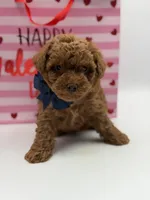 F1B Chase, a male Maltipoo for sale in Mayfield, KY – Photo 2 of 7