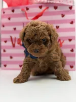 F1B Chase, a male Maltipoo for sale in Mayfield, KY – Photo 5 of 7