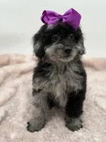 F2B McKenna, a female Miniature Goldendoodle for sale in Mayfield, KY – Photo 3 of 10