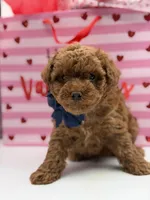 F1B Chase, a male Maltipoo for sale in Mayfield, KY – Photo 1 of 7