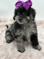 F2B McKenna, a female Miniature Goldendoodle for sale in Mayfield, KY – Photo 10 of 10