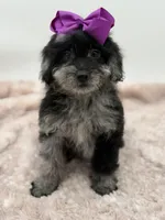 F2B McKenna, a female Miniature Goldendoodle for sale in Mayfield, KY – Photo 2 of 10